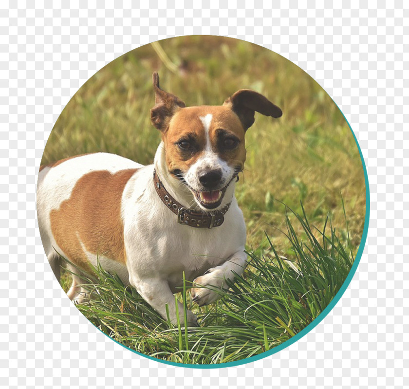 Puppy Jack Russell Terrier Parson PNG