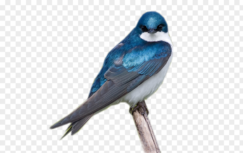 Bird Blue Jay PNG