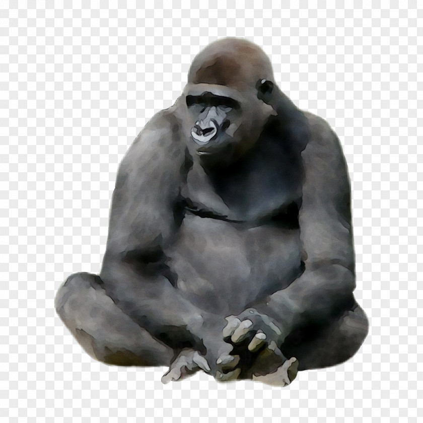 Western Gorilla Monkey Animal Ape King Kong PNG