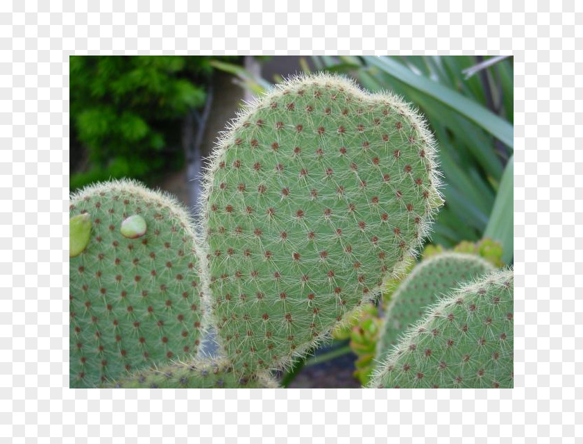 Cactaceae Plant Stem Opuntia Anahuacensis Succulent PNG