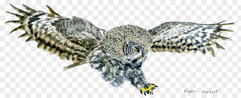 Grey Owl Bald Eagle Hawk Buzzard Beak PNG