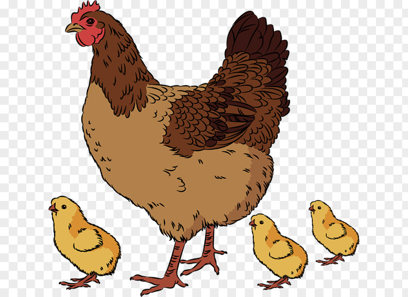 Hen Chicken Drawing Rooster PNG