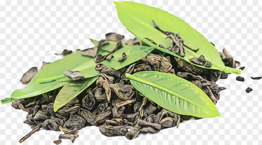 Insect Flower Leaf Green Tea PNG