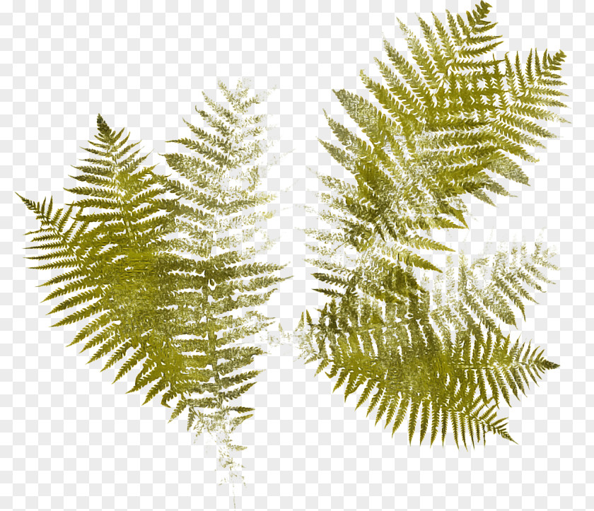 Conifer Evergreen Cartoon Palm Tree PNG