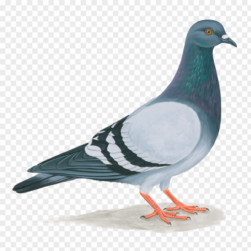 Pigeon Domestic United States Columbidae Bird Feral PNG