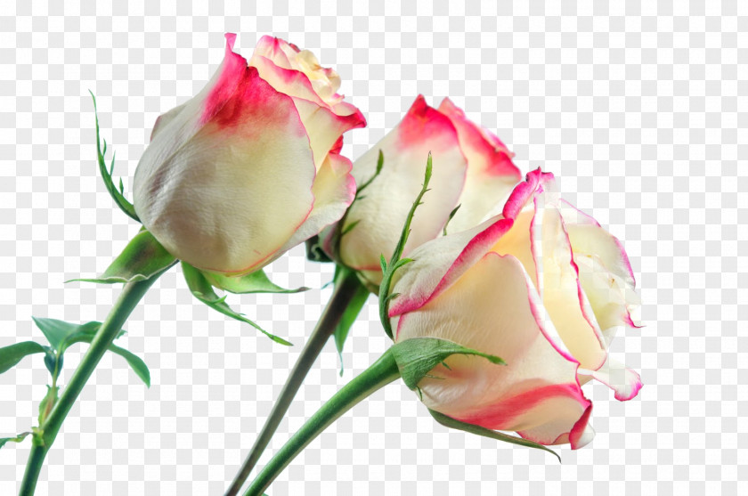 White Roses Rose Photography Flower PNG