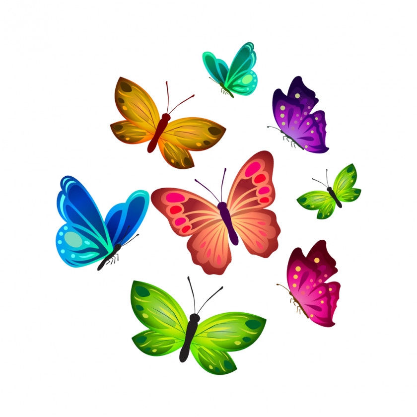 Butterfly Insect Animal PNG