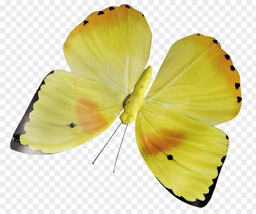 Butterfly Yellow Insect Flower Pollinator PNG