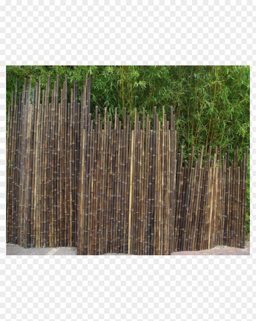 Fence Tropical Woody Bamboos Garden Furniture Phyllostachys Nigra PNG