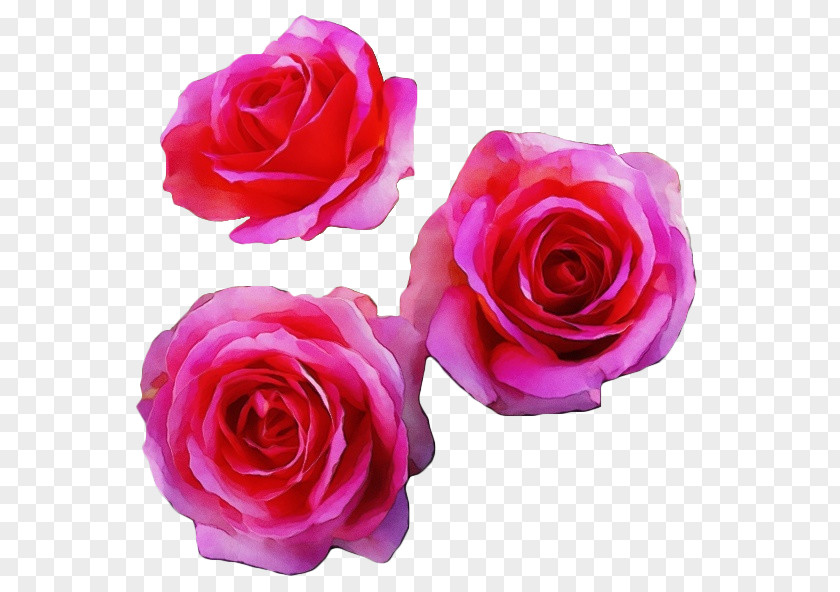 Garden Roses PNG