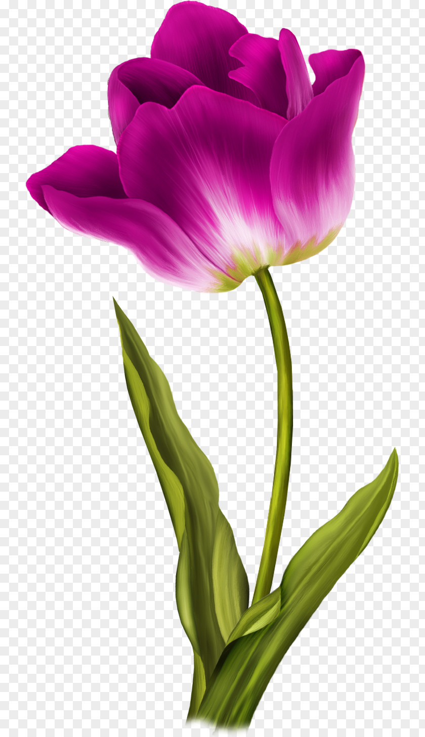 Lilac Tulip Flower Clip Art PNG