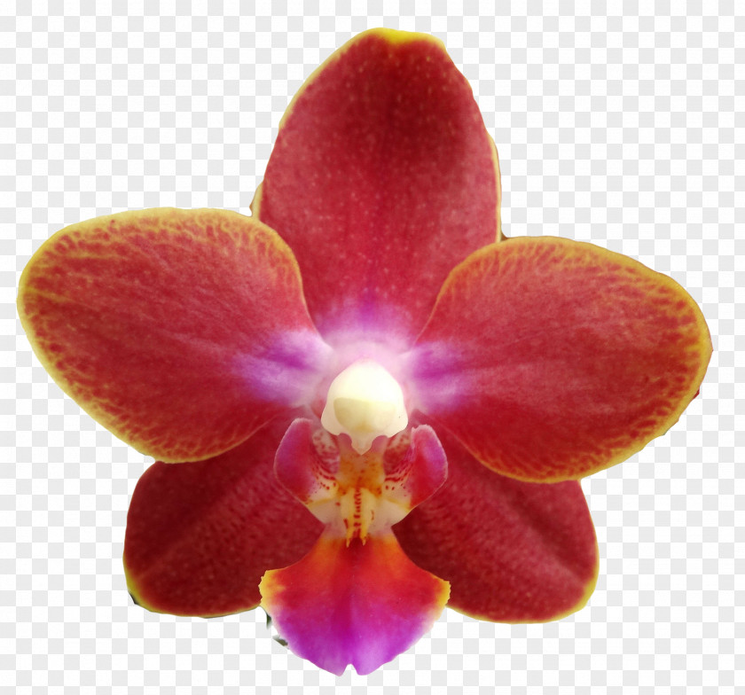 Phalaenopsis Blanc Equestris Doritaenopsis Cattleya Orchids Magenta PNG