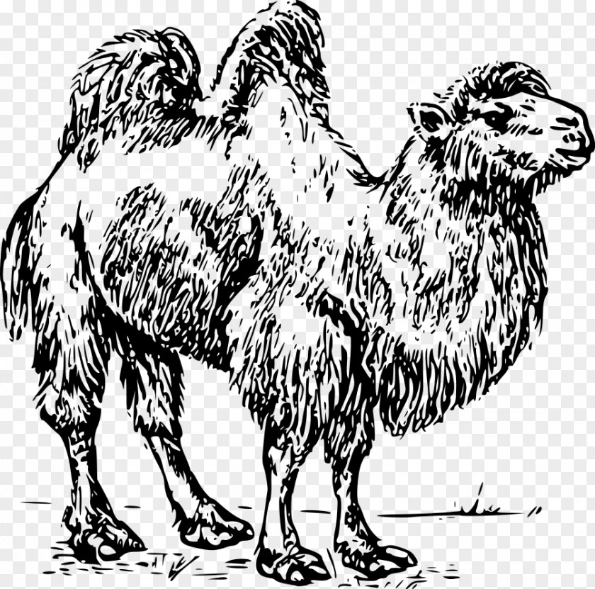 Camels Bactrian Camel Dromedary Clip Art PNG