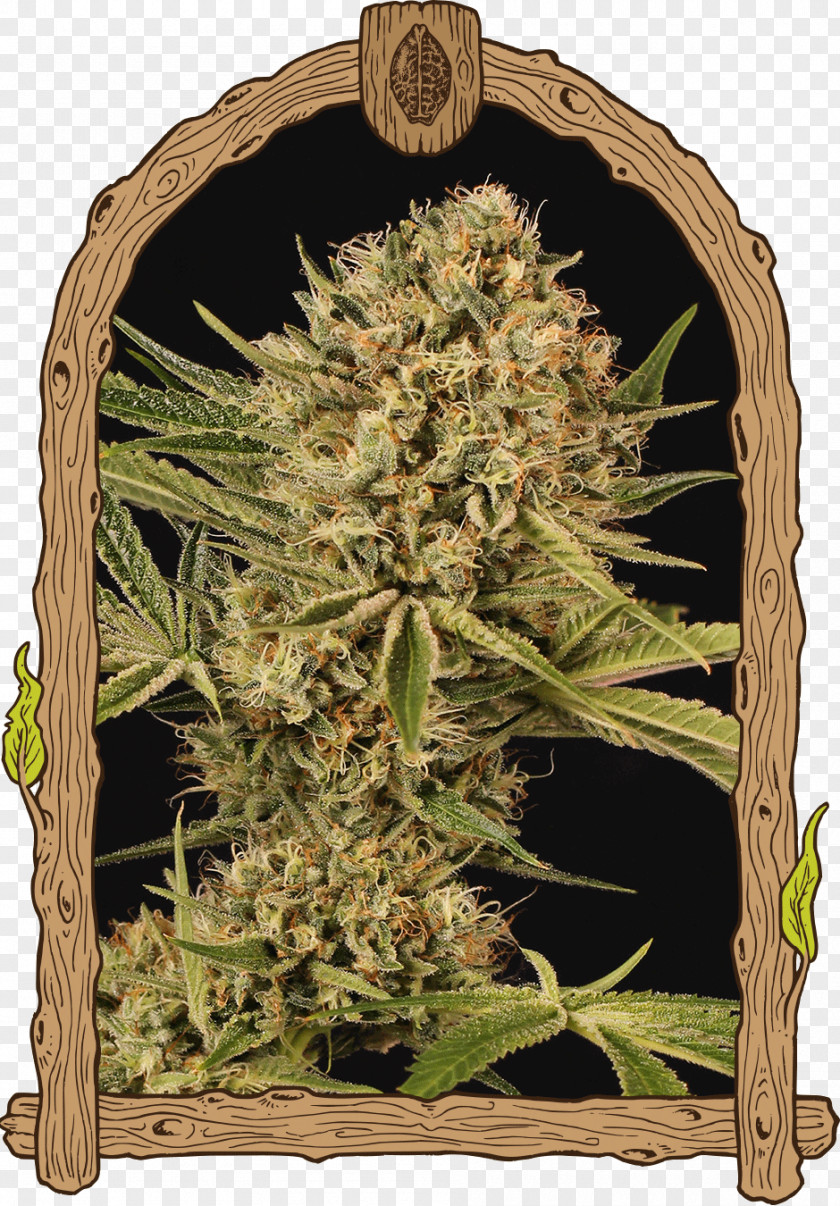 Cannabis Kush Autoflowering Skunk Seed PNG