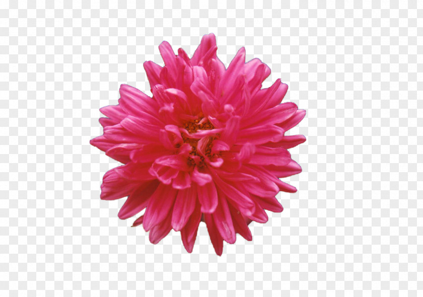 Crossbones Dahlia Chrysanthemum Cut Flowers Pink M PNG