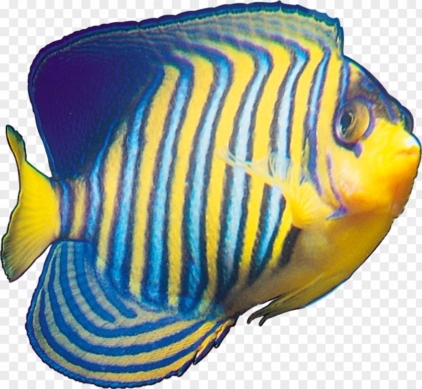 Fish Tropical Yellow Blue PNG