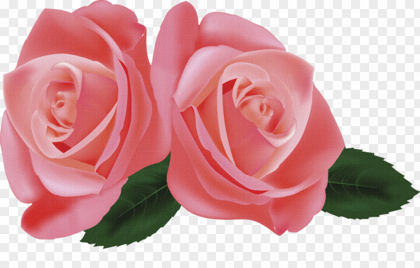 Flower Hybrid Tea Rose Garden Roses Clip Art PNG