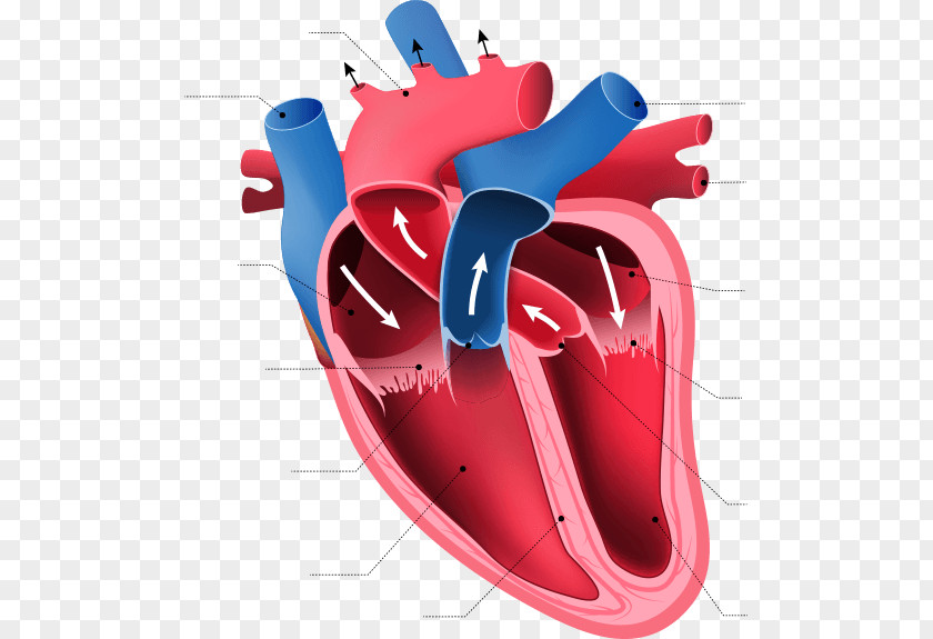 Heart Anatomy Human Body Organ Circulatory System PNG body system, human heart clipart PNG