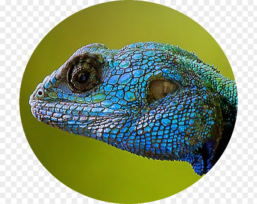 Lizard Iguanas Close-up PNG