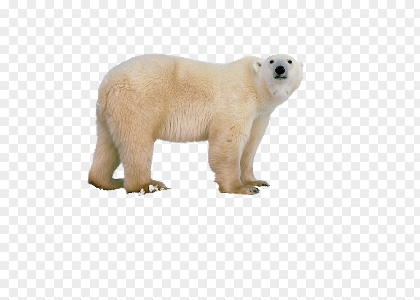 Osos Polar Bear Horse T-shirt Clip Art PNG