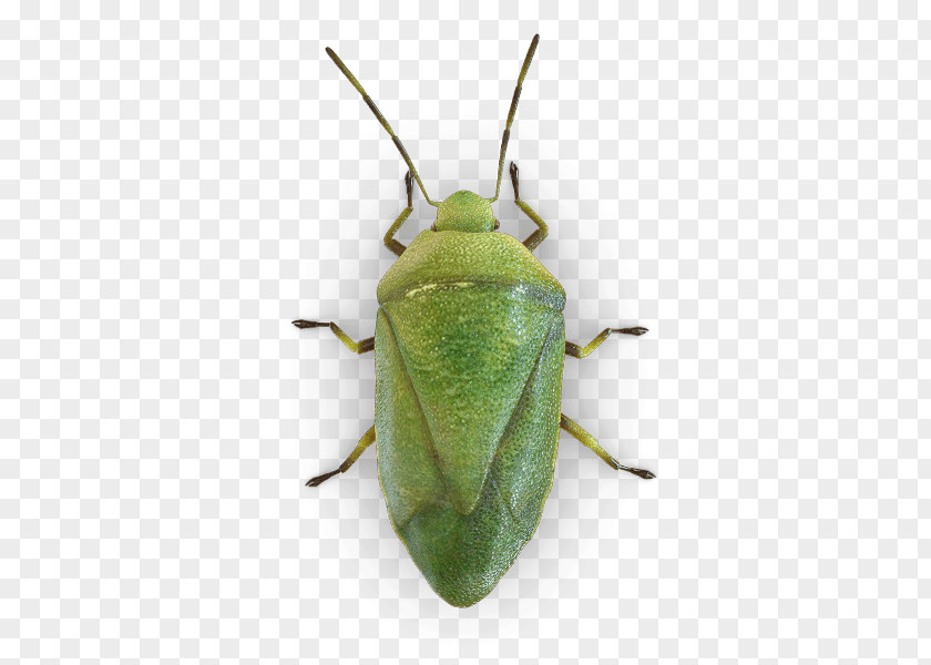 Stink Insect True Bugs Brown Marmorated Bug Bed PNG