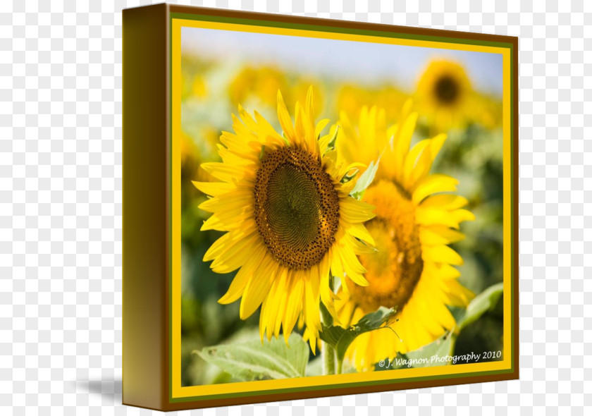 Sunflower 3D Gallery Wrap Picture Frames Canvas Art M PNG