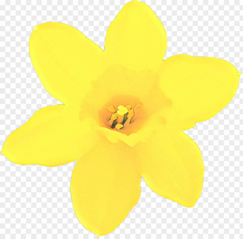 Yellow Petal Flower Plant Narcissus PNG
