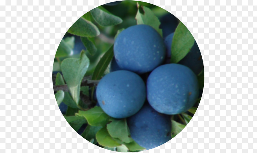 Blueberry Bilberry Damson PNG