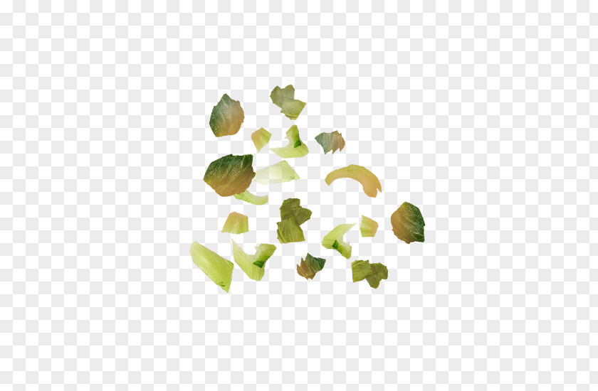 Bok Choy Leaf Petal Tree Organism PNG