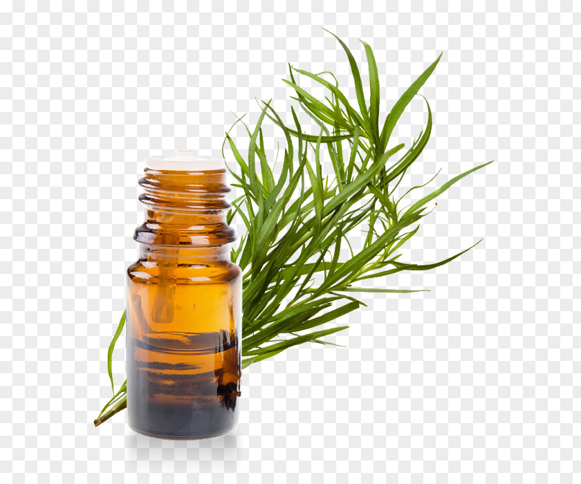 Essentielle Tarragon Essential Oil Aromatherapy Dr. Katja Makki PNG