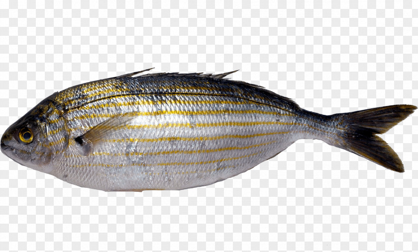 Fish Milkfish Products Oily Sole Fauna PNG