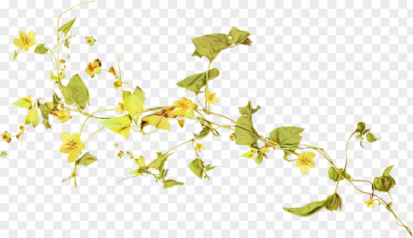 Flowering Plant Stem Ivy PNG