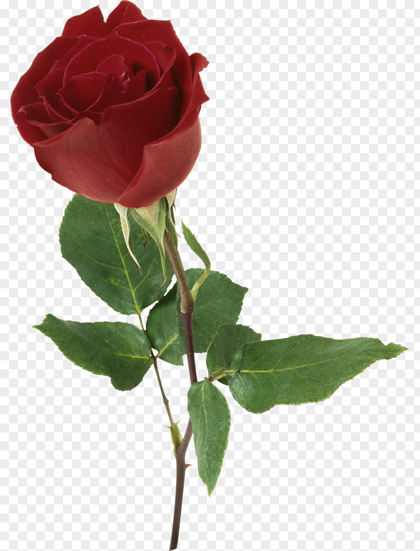 Rosa A Red, Red Rose Poems Of Robert Burns Verse Author PNG
