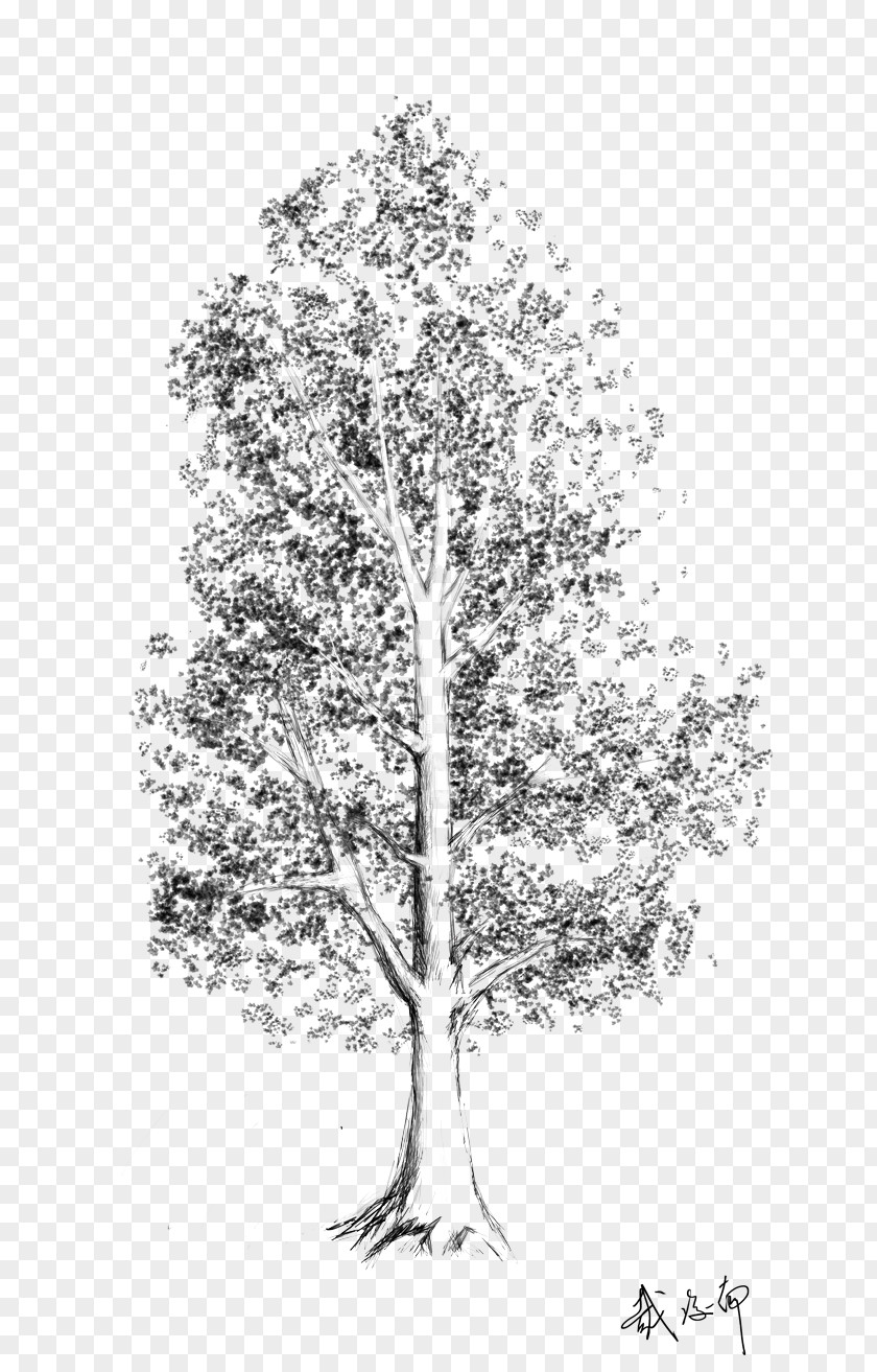 Sketch Tree Birch Woody Plant Leaf PNG