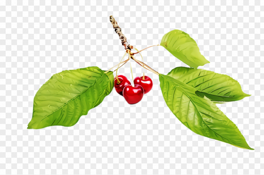 Berry Woody Plant Leaf Flower Cherry Tree PNG