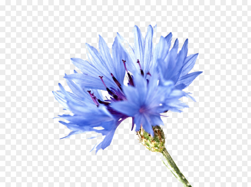 Flower Blue Rose Cornflower Plant Symbolism PNG