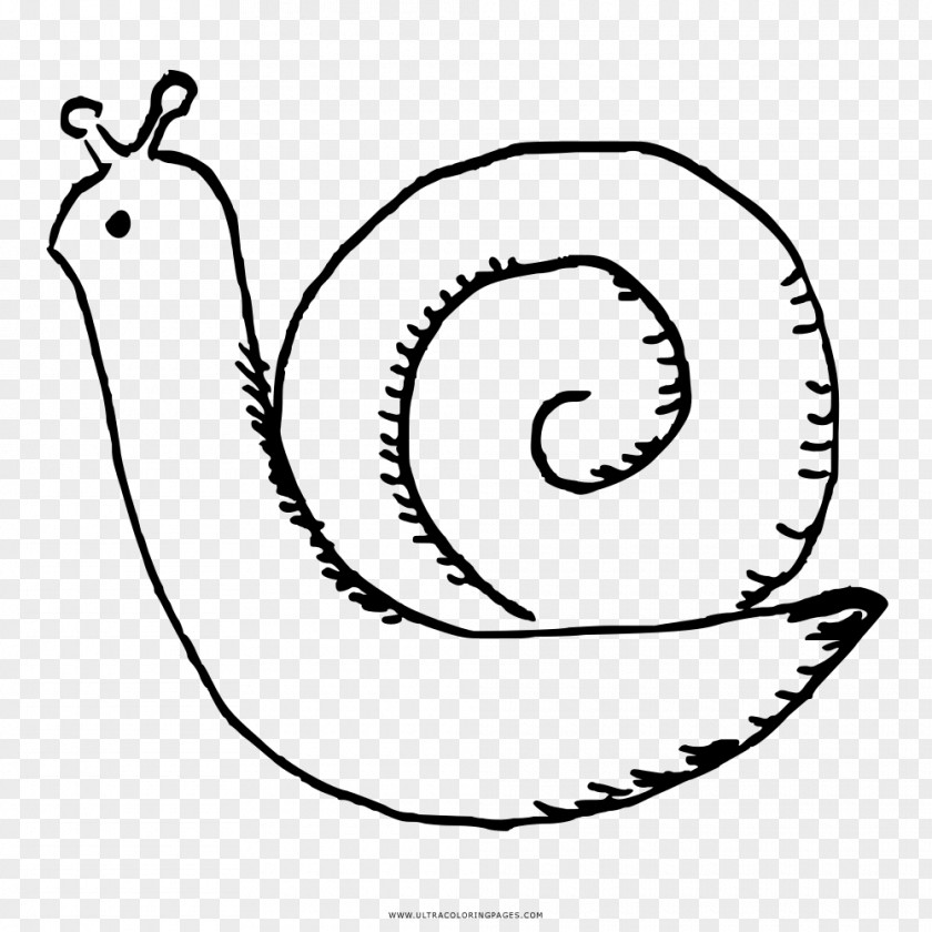 Simple Poster Snail Coloring Book Black And White Drawing Stylommatophora PNG