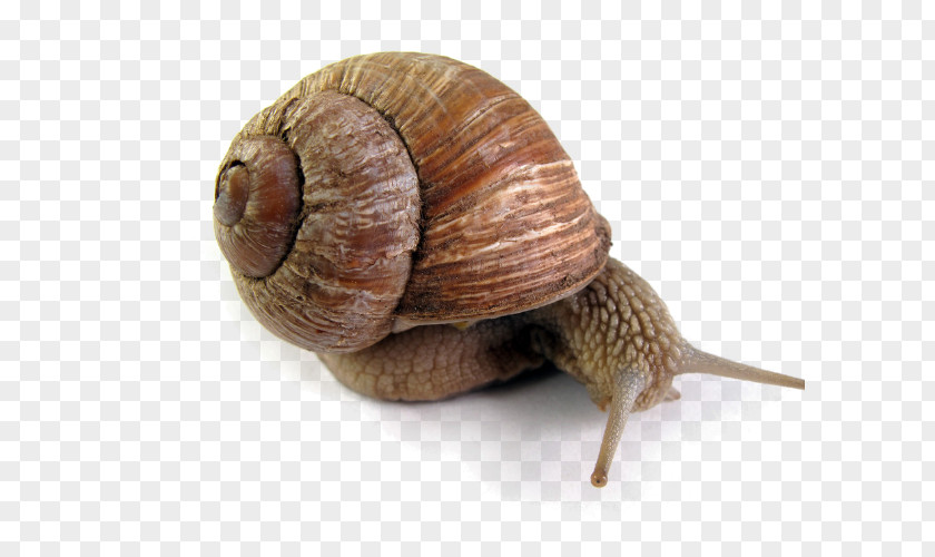 Snail Creative Escargot Land PNG