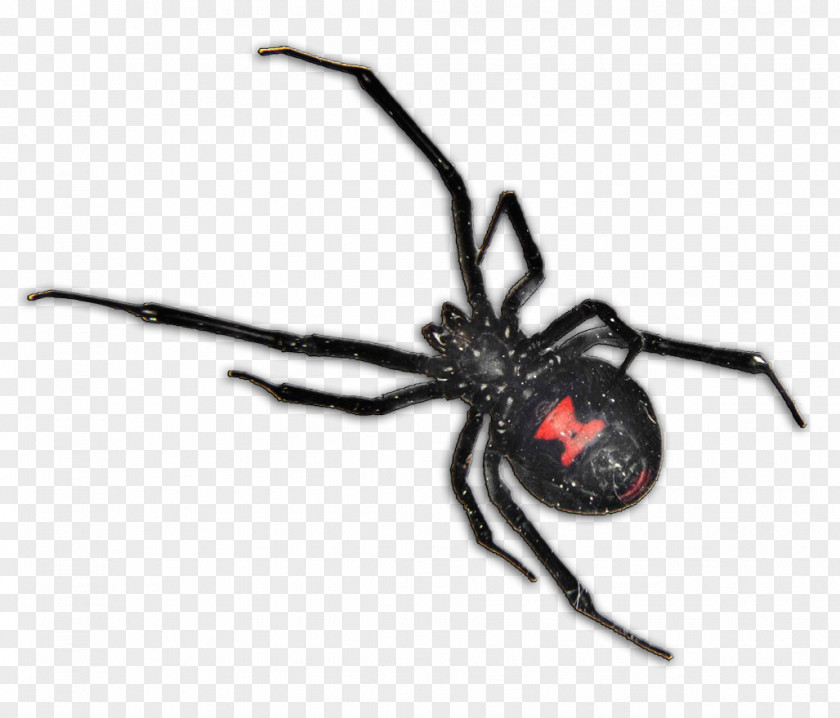 Spider Bite Brown Widow Southern Black Recluse PNG
