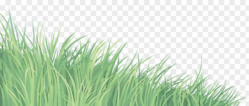 Wheatgrass Herb Grass Green Vegetation Plant Family PNG