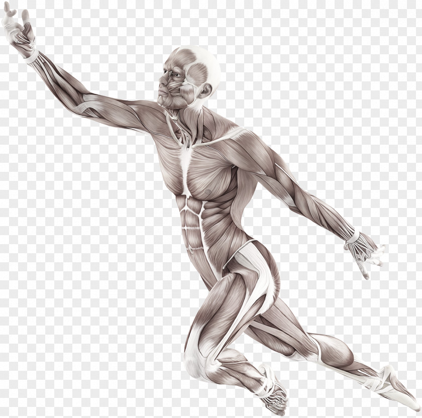 9/11 Human Body Muscle Motion Anatomy Trains: Myofascial Meridians For Manual And Movement Therapists Muscular System PNG