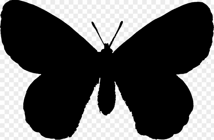 Brush-footed Butterflies Stencil Drawing Lepidoptera Moth PNG
