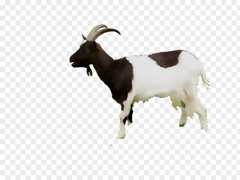 Feral Goat Taurine Cattle Web Search Engine Domestic Animal PNG