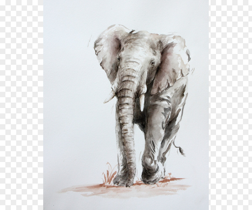 India Indian Elephant African Drawing Wildlife PNG