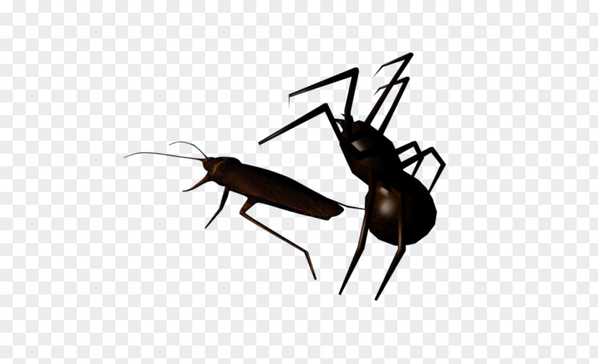 Insect Cockroach And Spider Lite Clip Art PNG