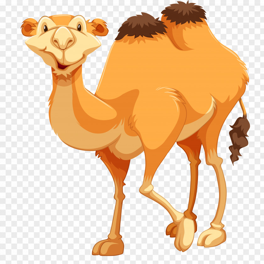 Camel Clip Art PNG