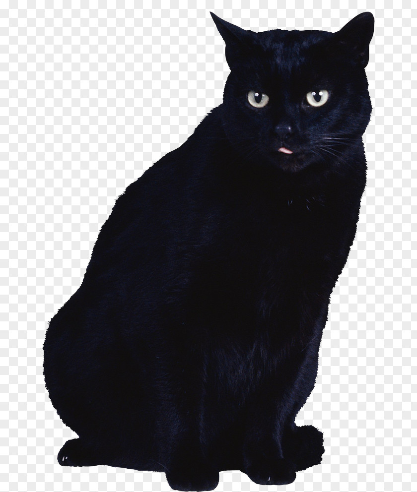 Cat Black Kitten Clip Art PNG