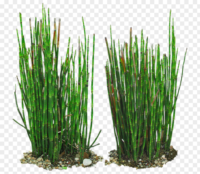 Green Bamboo Equisetum Hyemale Field Horsetail Branched Vetiver PNG