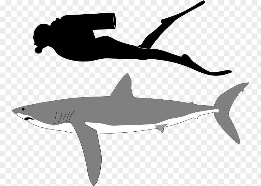 Isurus Oxyrinchus Longfin Mako Shark Tiger Pelagic Thresher Great White PNG
