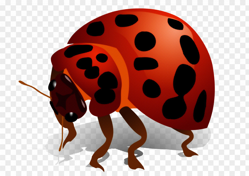 Pest Leaf Beetle Ladybug PNG